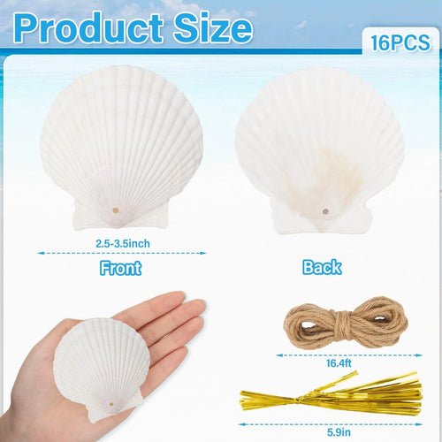16PCS Natural Sea Shells Scallop Shells With Rope for home decor